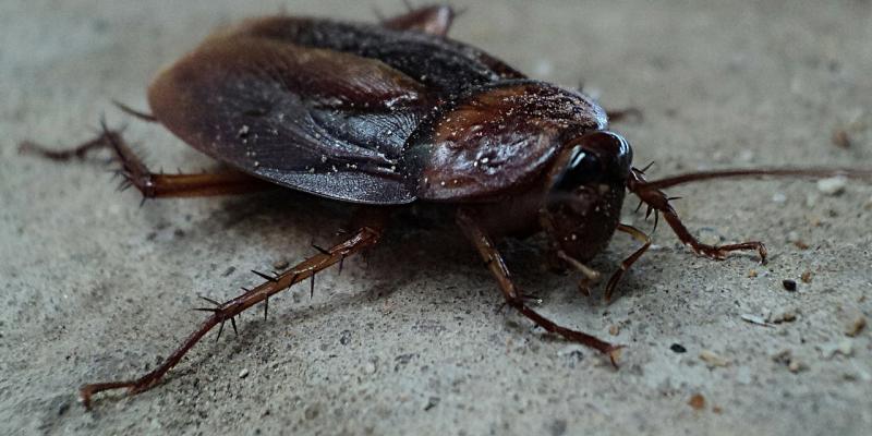 How to Get Rid of Cockroaches in Seattle