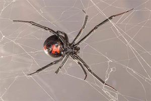 Western black widow spider crawling on a web showcasing the famous red hour glass on the back 