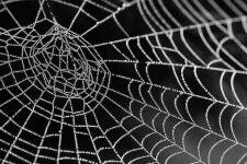 Spider Web