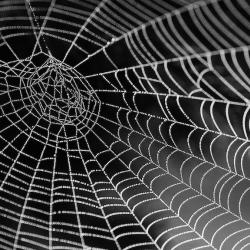 Spider cobwebs against a dark background