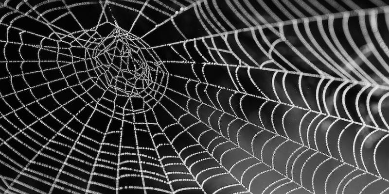 Spider cobwebs against a dark background