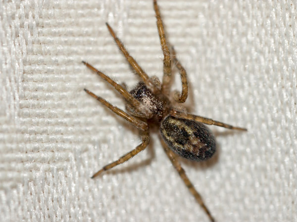 Common House Spider from bird's eye view