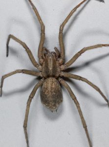 A bird's eye view of the hobo spider. A lanky brown spider that is large in size.