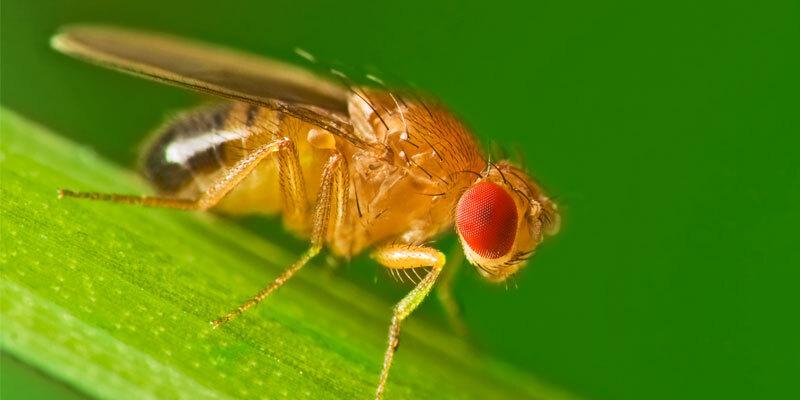 Our Guide To Fruit Flies