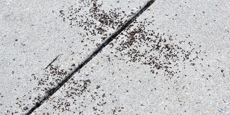 pavement-ant-faq