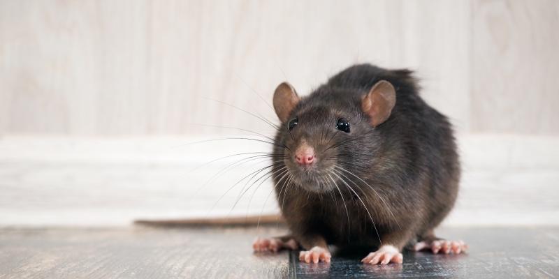 Is New Construction in Your Neighborhood Bringing Rodents Into Your Home?