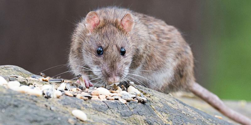 gray rat on a rock with pebbles
