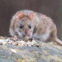 gray rat on a rock with pebbles