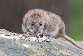 Rodent Control in Everett: Protecting Your Home and Business