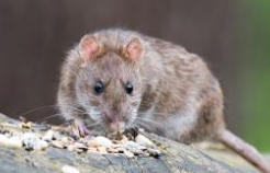 Poison-Free Rat Control in Just Two Steps! - Today's Homeowner