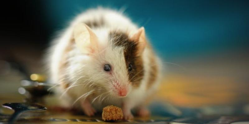 Hantavirus Reports Surface Nationwide