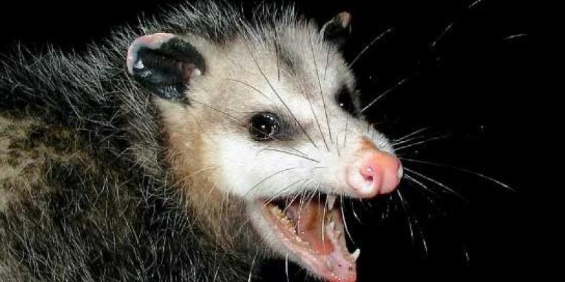 Opossum hissing at camera