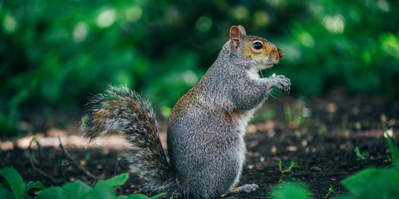 squirrel in tree