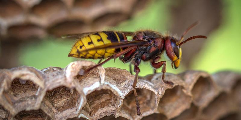 Wasp standing on the edge of it's hive.