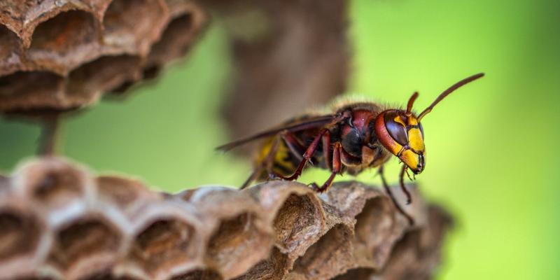 wasp-nest