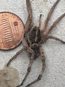 A wolf spider next to a penny. The wolf spider's body is around the same diameter of the penny and its legs make it larger than the penny. 