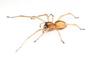 A yellow sac spider. This picture shows off the yellow-like color of the arachnid and shows how long its eight limbs are,