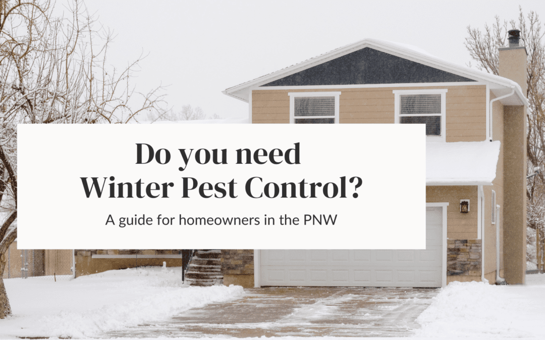 Is winter pest control really necessary? Pests in the PNW