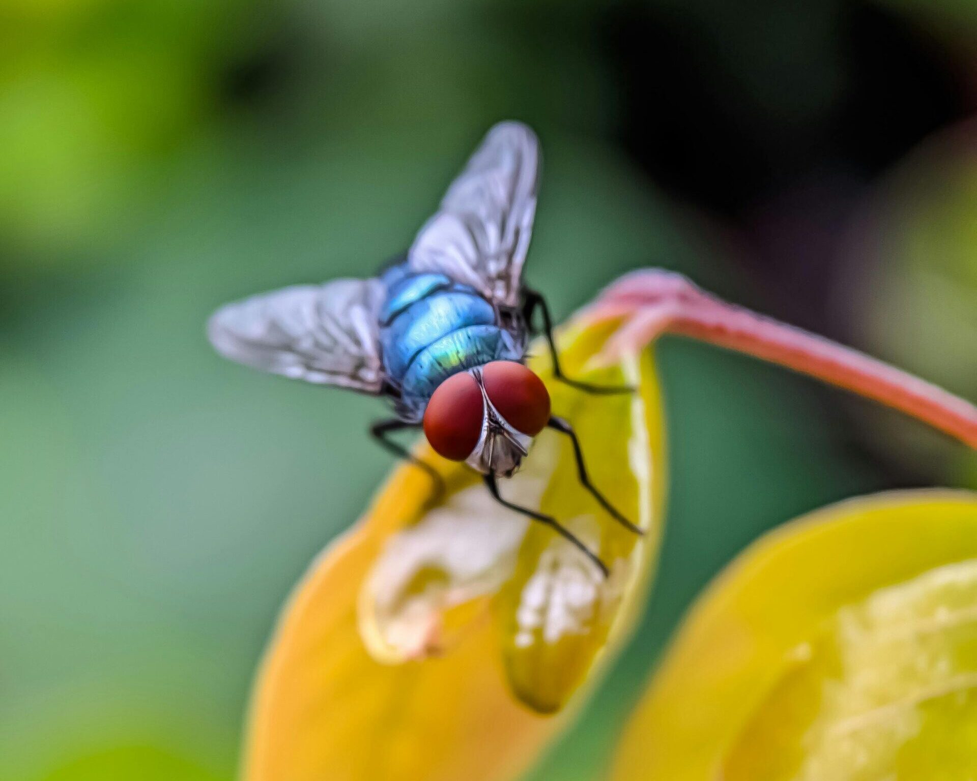 An image of a large fly