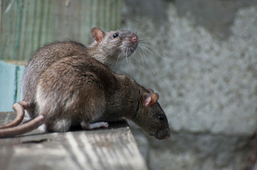 Multiple rats on a board