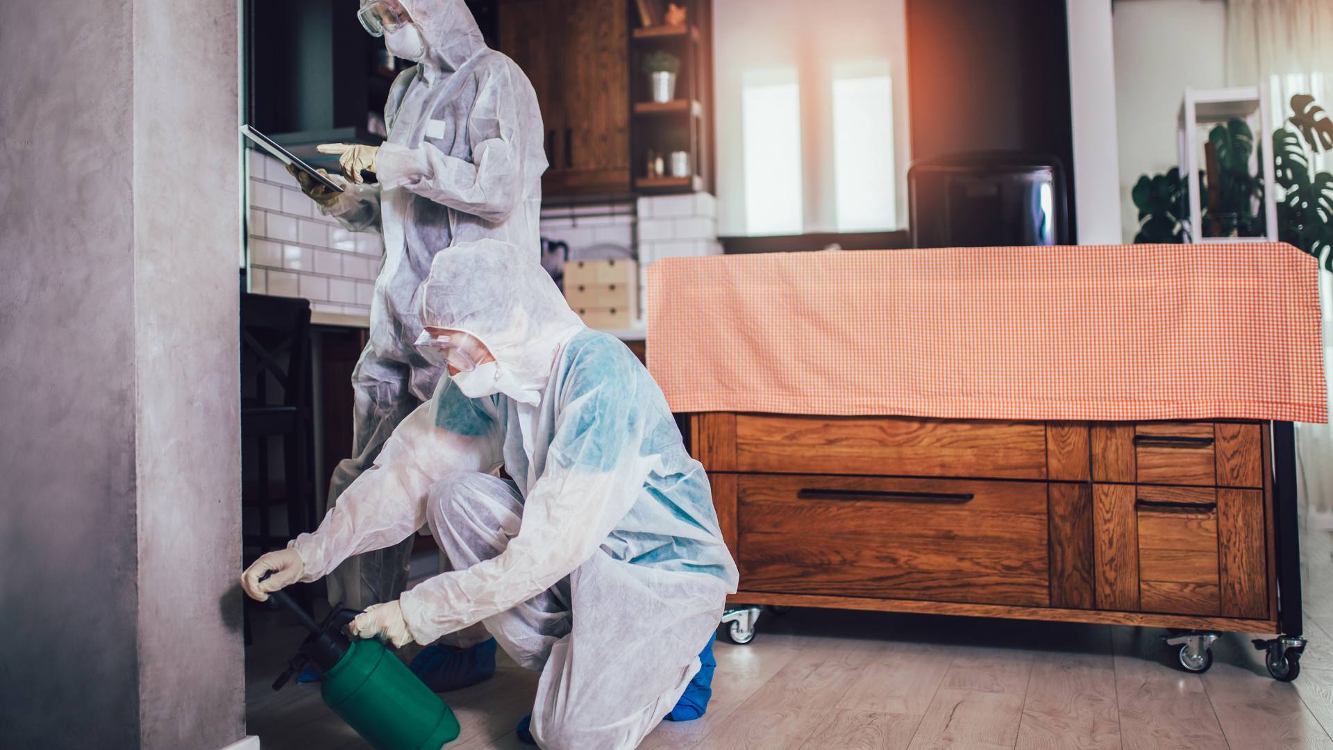 Two exterminators wearing white suits handle a rodent infestation.