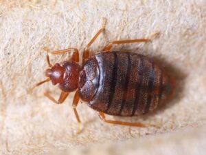 Picture of a bed bug