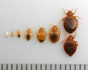 What a bed bug looks like at all stages of life.