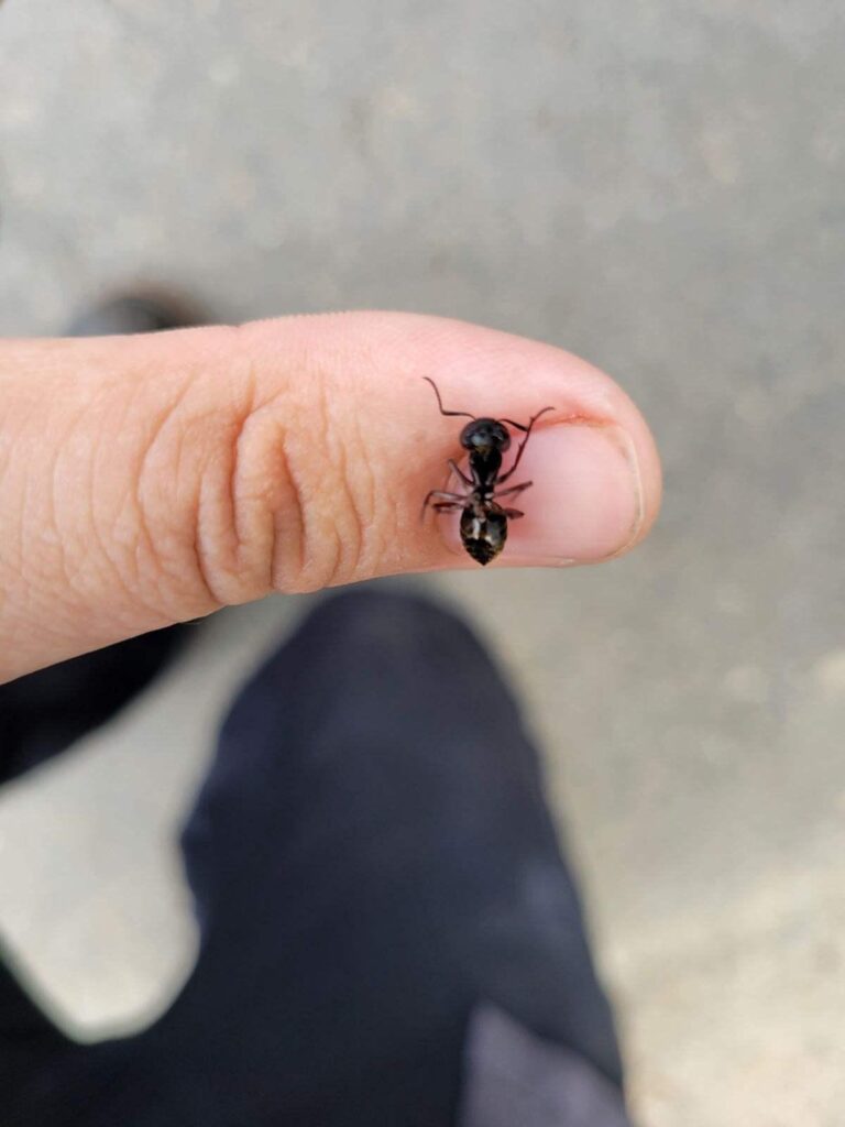 Carpenter ant on a hand