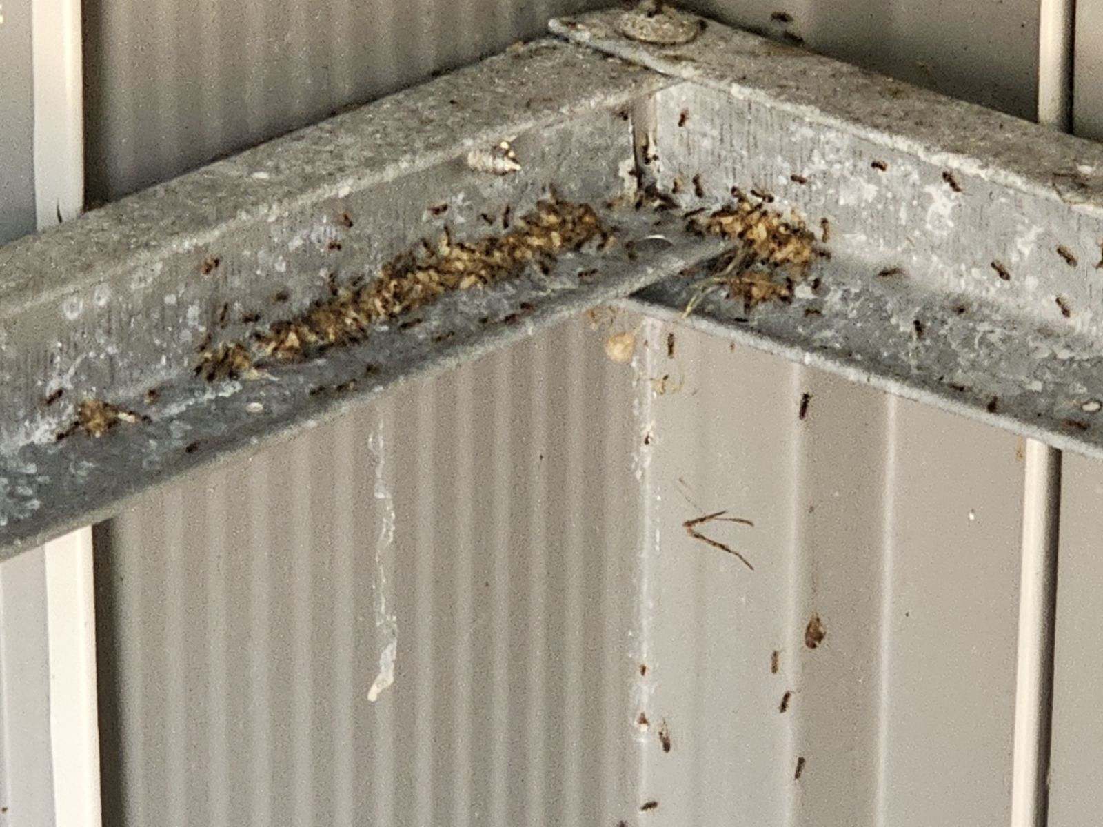 A group of ants on a roofing structure