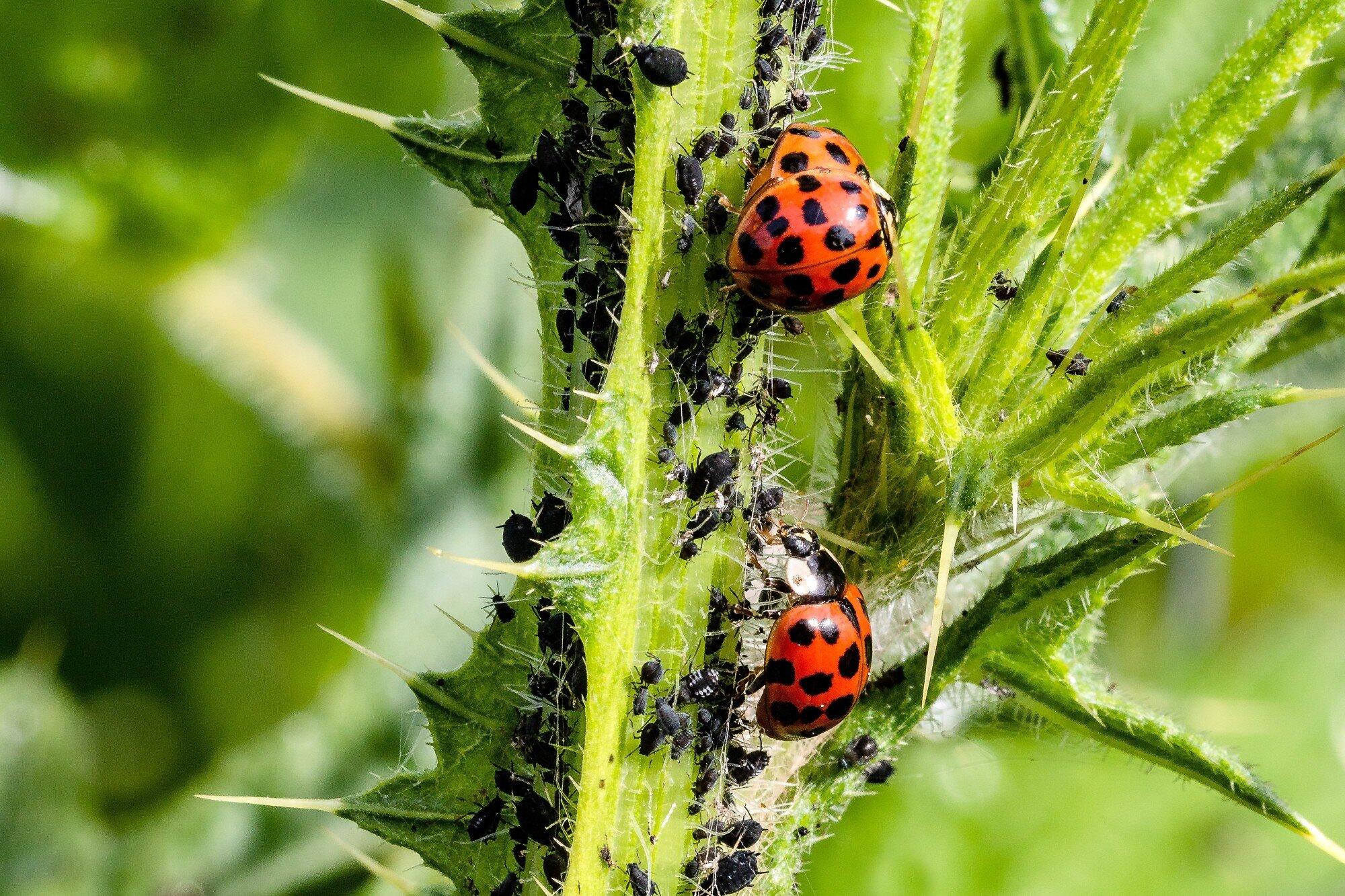 Image of several ladybugs on a plant