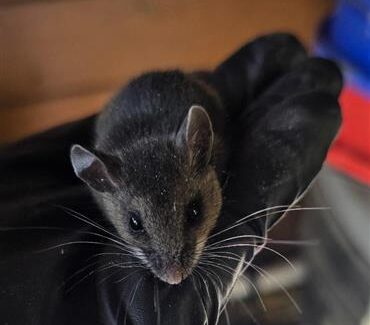 Image of a mouse in a technicians hand