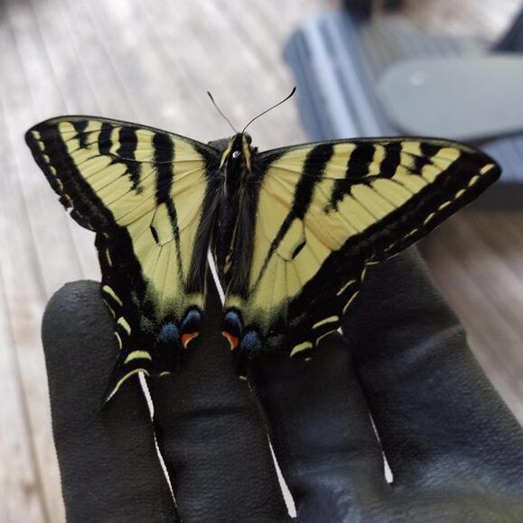 Image of a butterfly