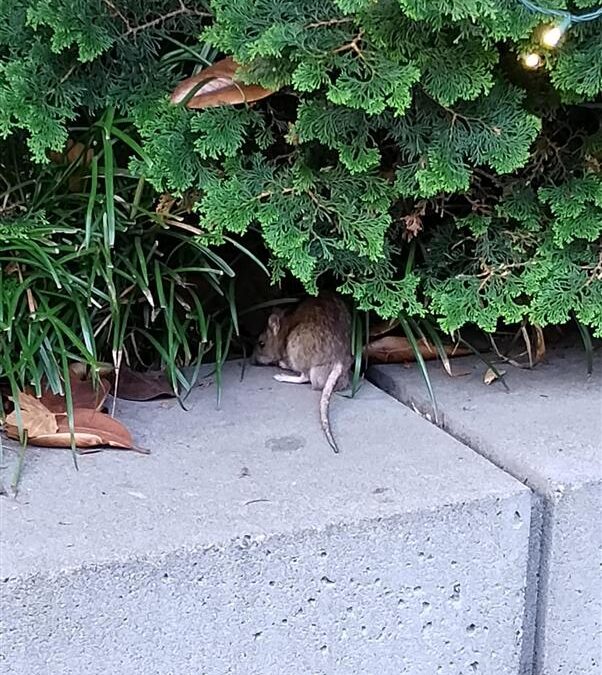 6 Common Signs of a Rodent Infestation (and What to Do About It)
