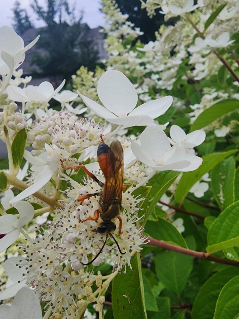 A wasp on a white flower