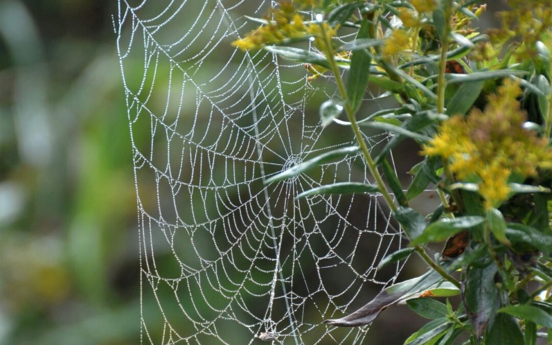 How to Keep Spiders Out of Your House: Your Guide