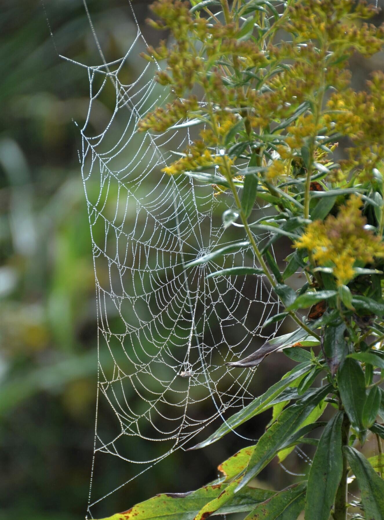 A spiderweb on a Goldenrod.