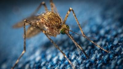 Top 8 Bugs in Summer and Effective Solutions to Keep Them Away