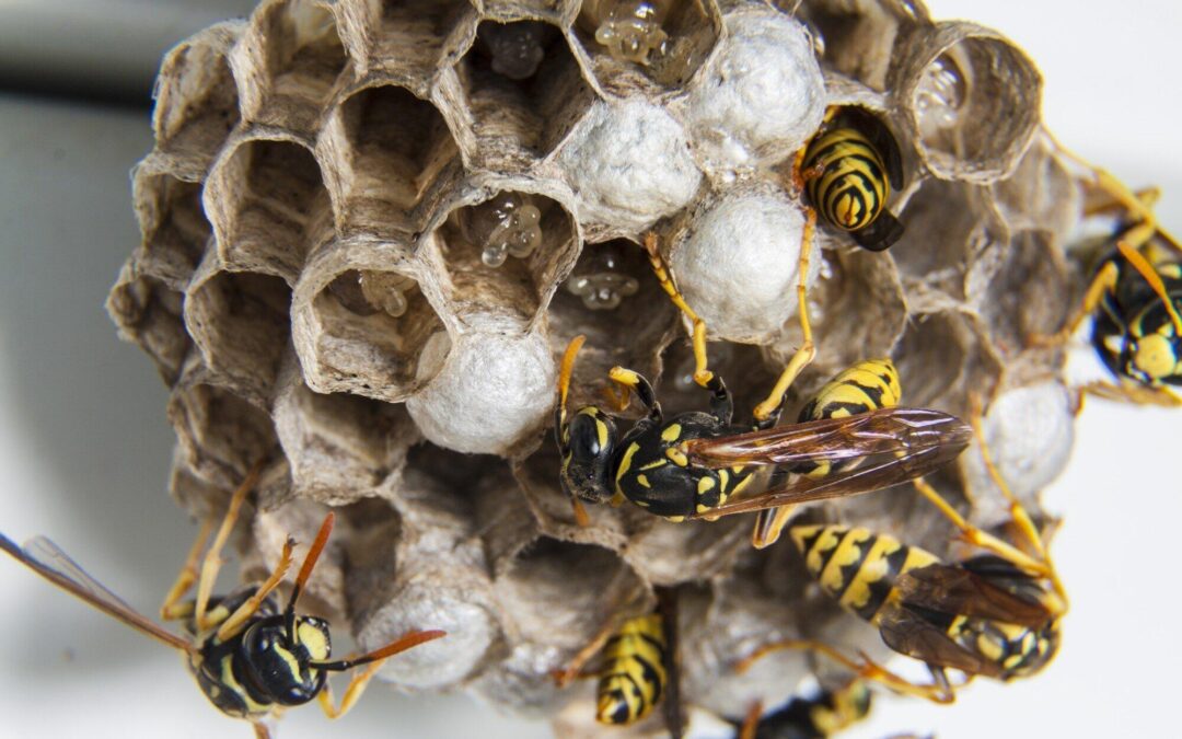 A swarm of wasps on their nest.