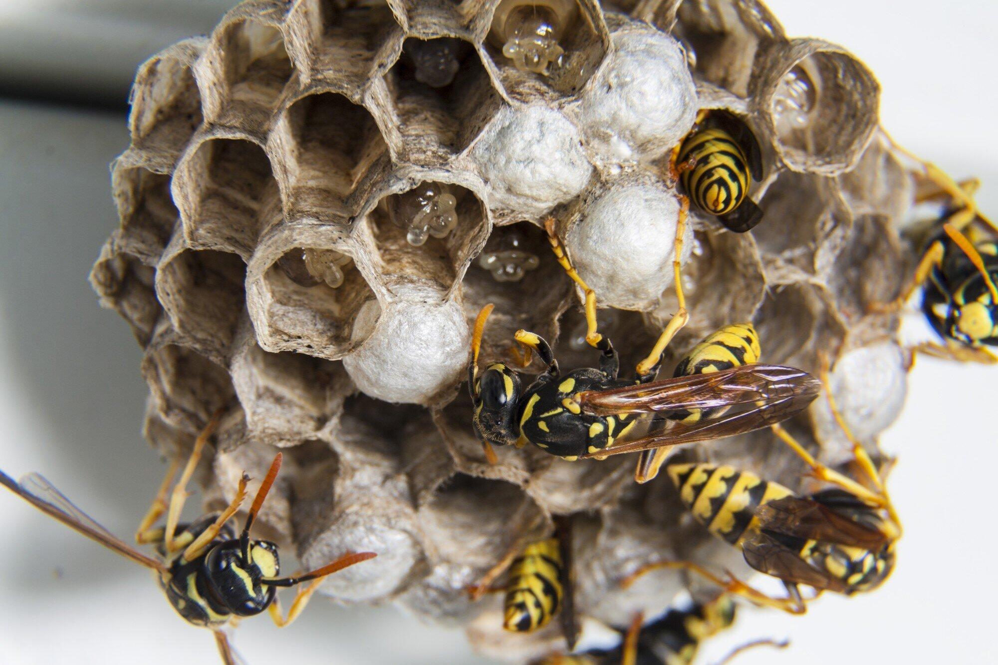 A swarm of wasps on their nest.
