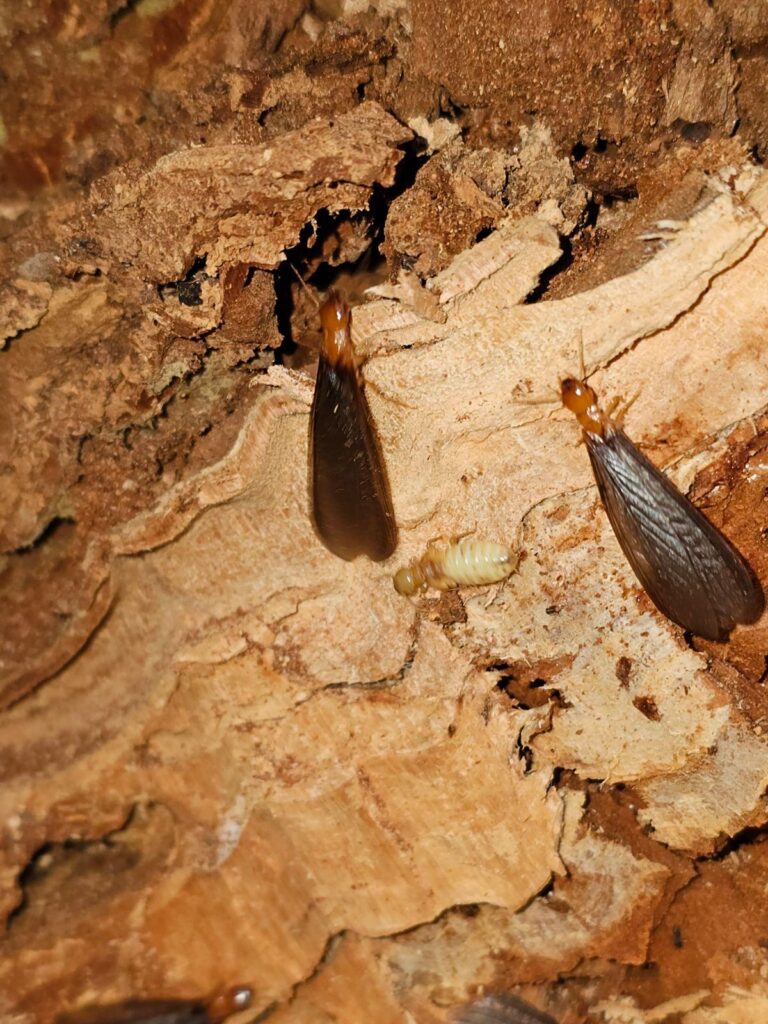 termites