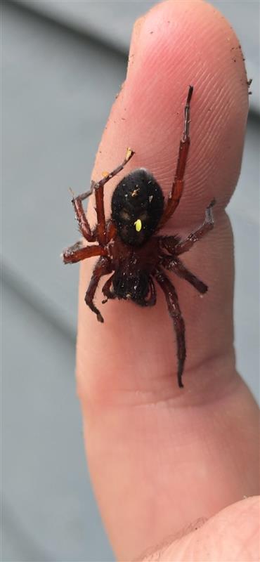 Spider on one of our team members hand