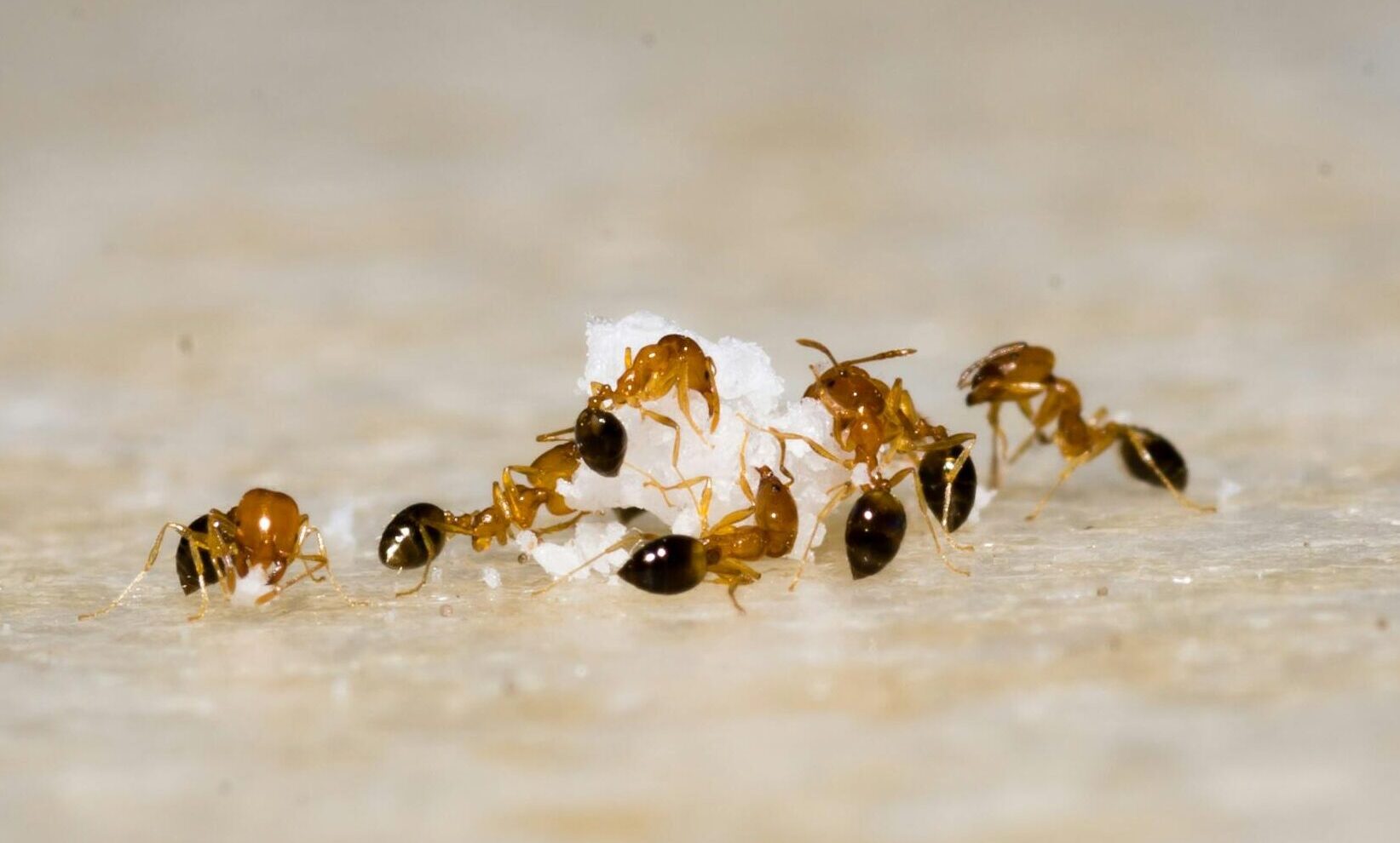 36bfc65bd23d788fb431a123afe2e523