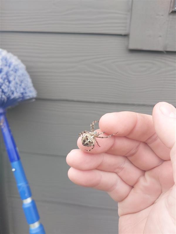 One of the spiders caught in our sweeping services