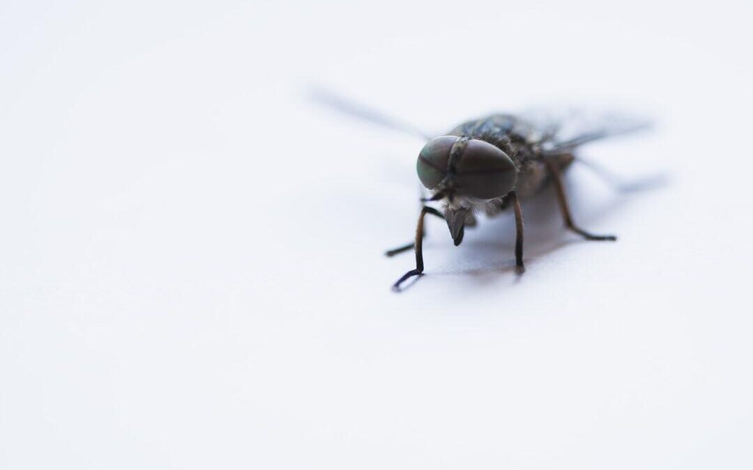 Office Pests to Guard Against in Seattle Workplaces