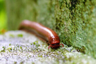 Say Goodbye to Millipedes with Our Comprehensive Guide