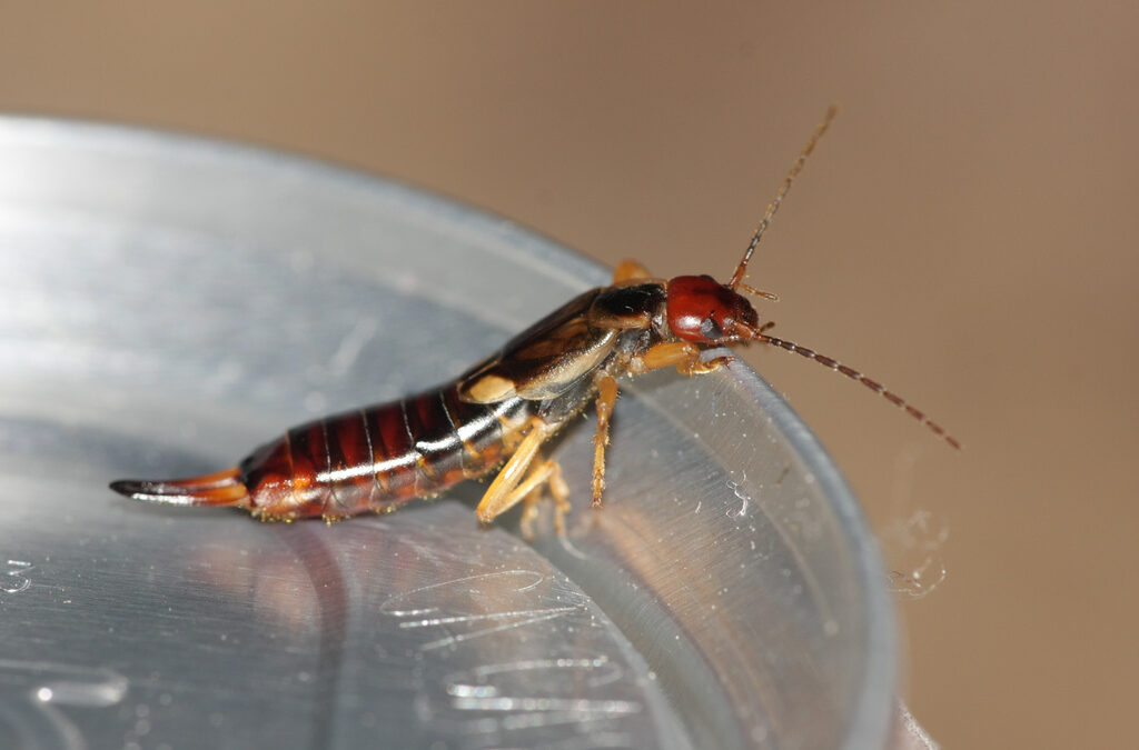 How to Get Rid of Earwigs and Keep Them Away for Good