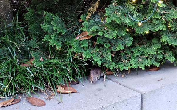 9 Essential Fall and Winter Pest Control Tasks