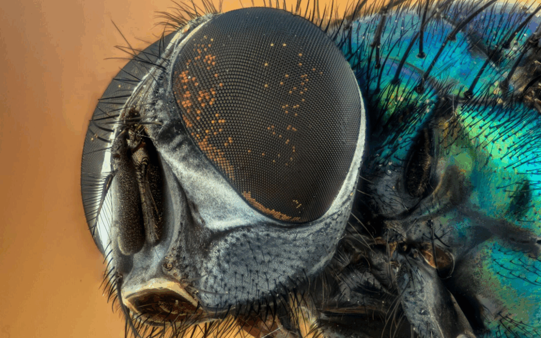 When to Call a House Fly Exterminator