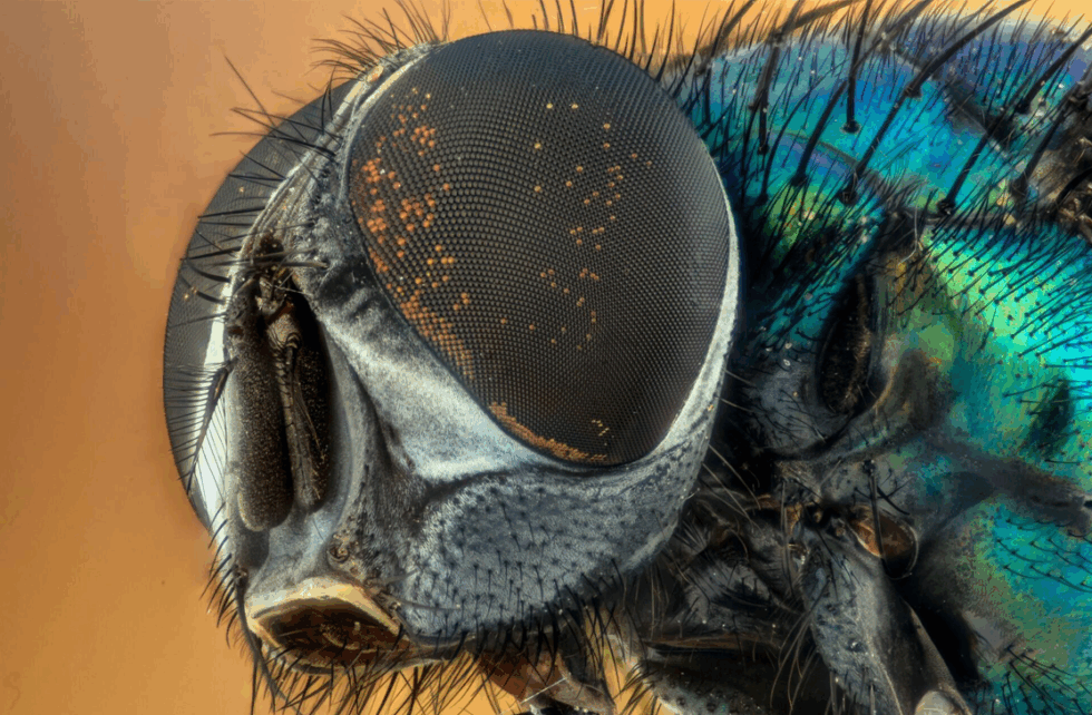 When to Call a House Fly Exterminator - Eastside Exterminators