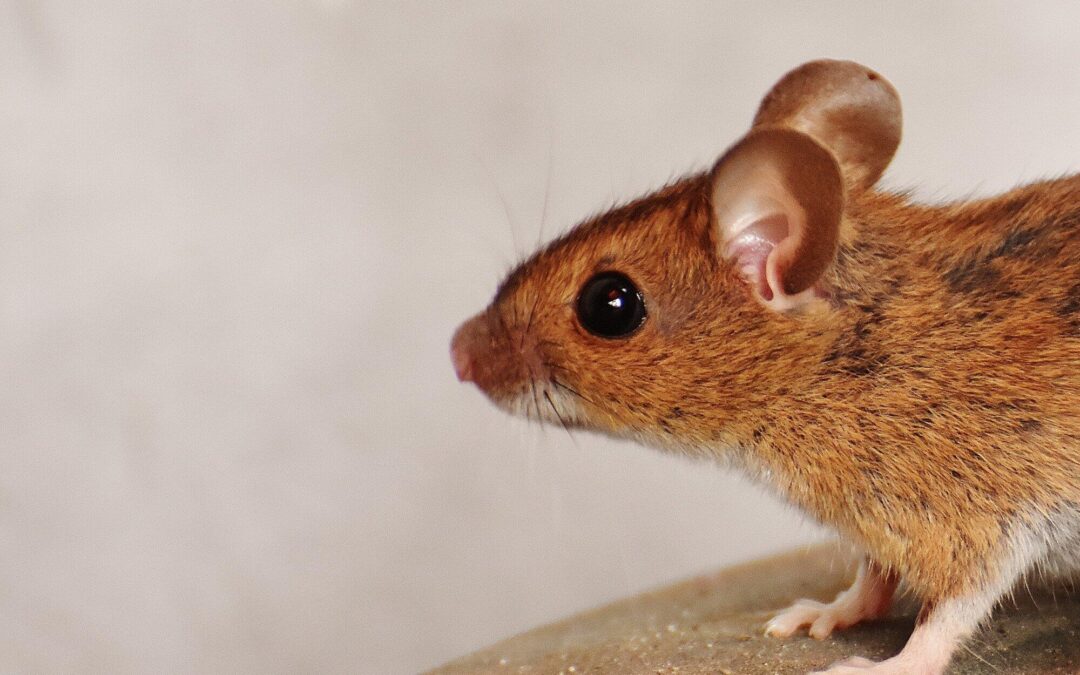 Protect Your Home with Humane Rodent Control Tactics